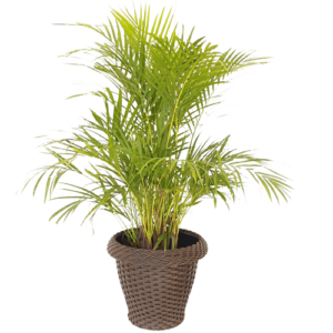 Areca Palmeira no Cachepot de Rattan Planta Natural